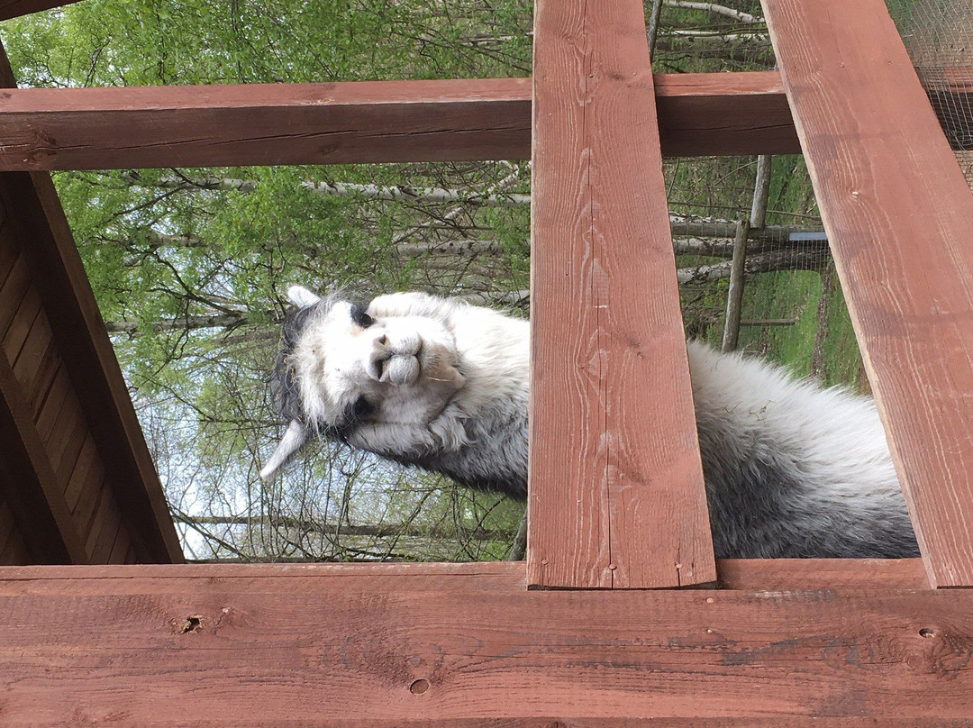 Wildpark景点图片