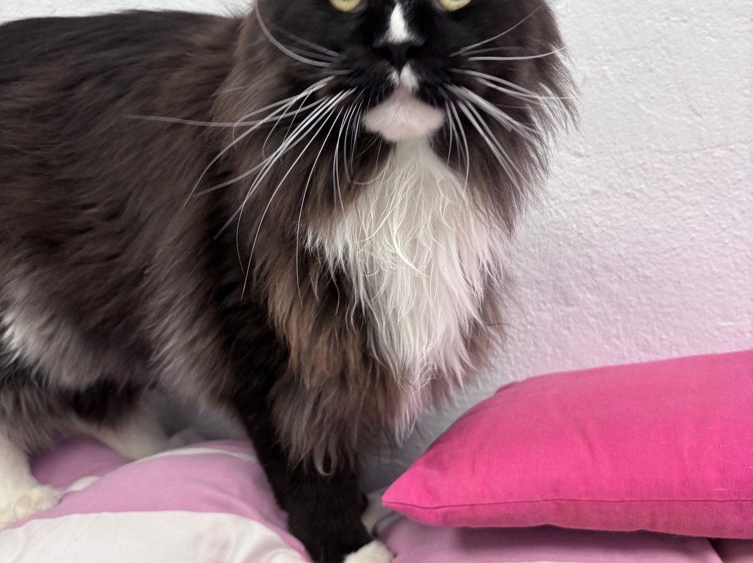 Triple A Marbella Animal Shelter景点图片