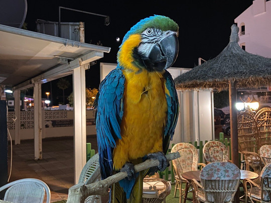 Bora Taii - Original Hawaiian bar-阿尔库迪亚港必去景点