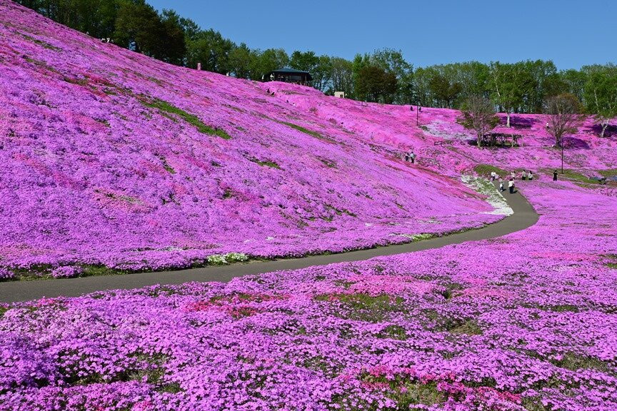 Higashimokoto Shibazakura Park-大空町必去景点