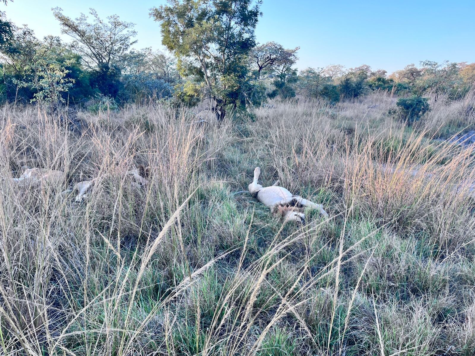 Leopard Hills Private Game Reserve Hotel-浴室