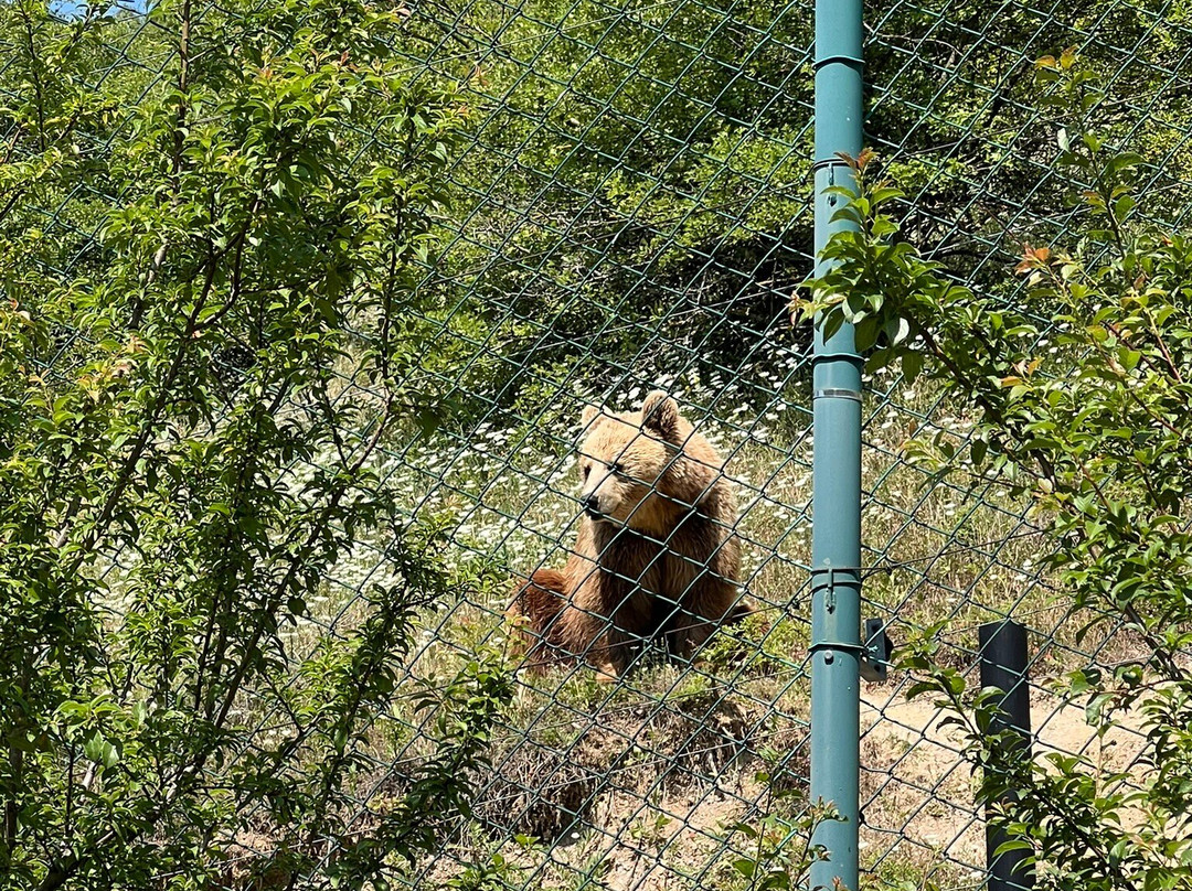 BEAR SANCTUARY Prishtina-普里什蒂纳必去景点