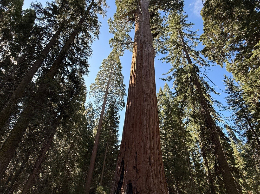 Grant Grove-红杉&国王峡谷国家公园必去景点
