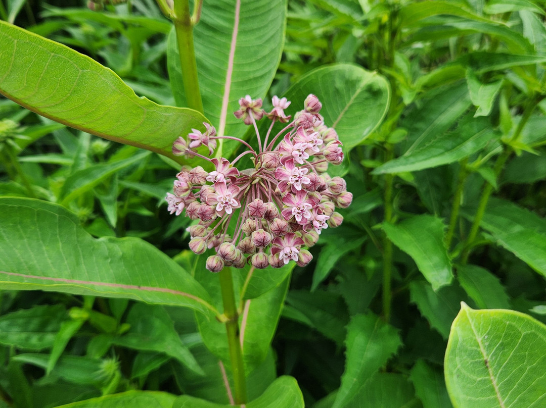 Young's Jersey Dairy Farm-Yellow Springs必去景点