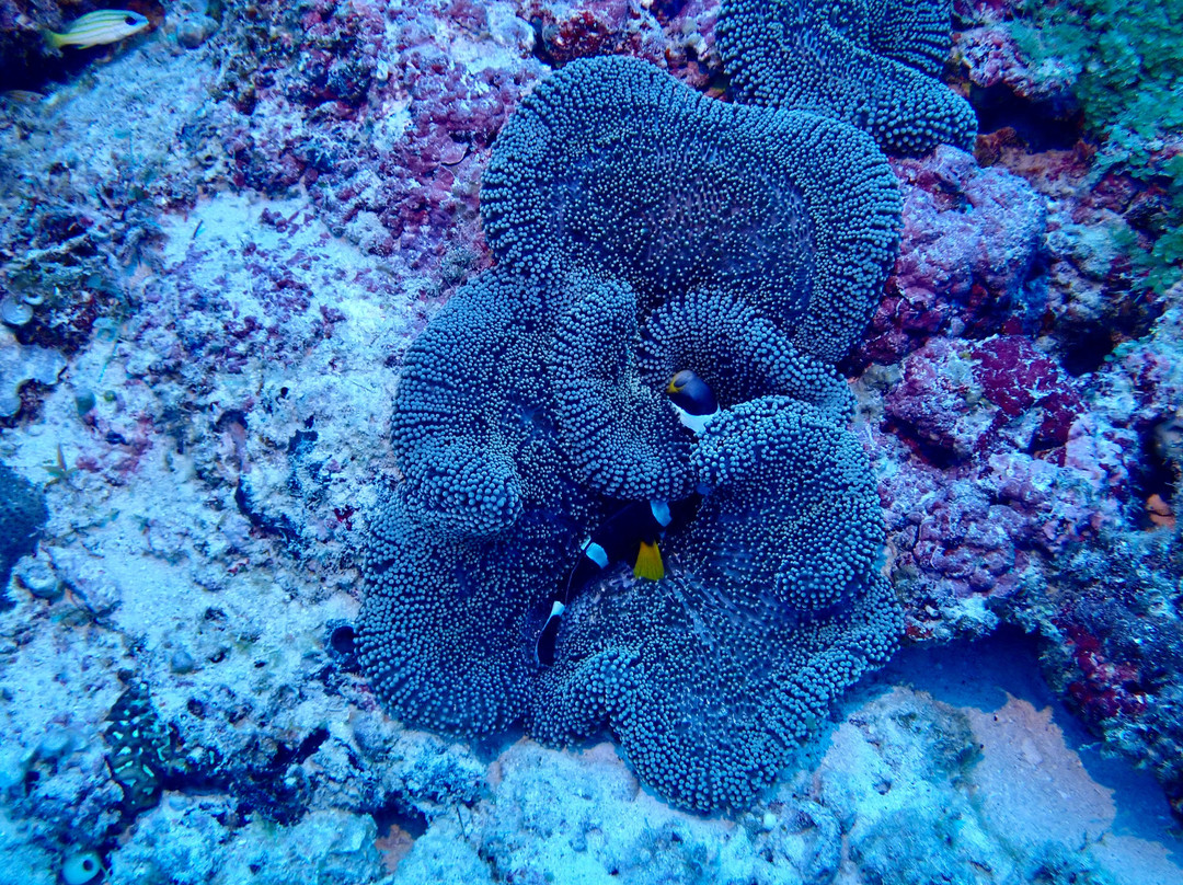 Crystal Diving Centre-贝尔马尔必去景点