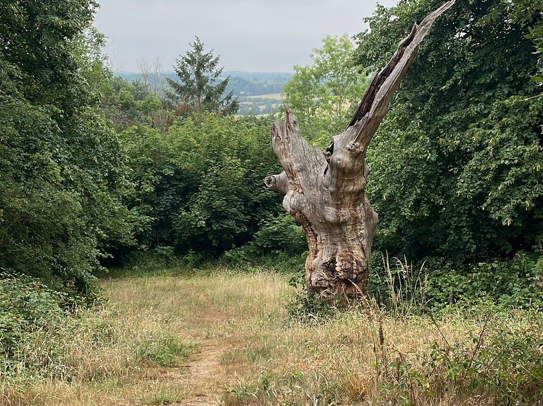 Wilberforce Oak-Keston必去景点