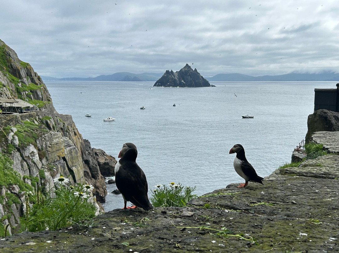 Skellig Falcon-Ballinskelligs必去景点