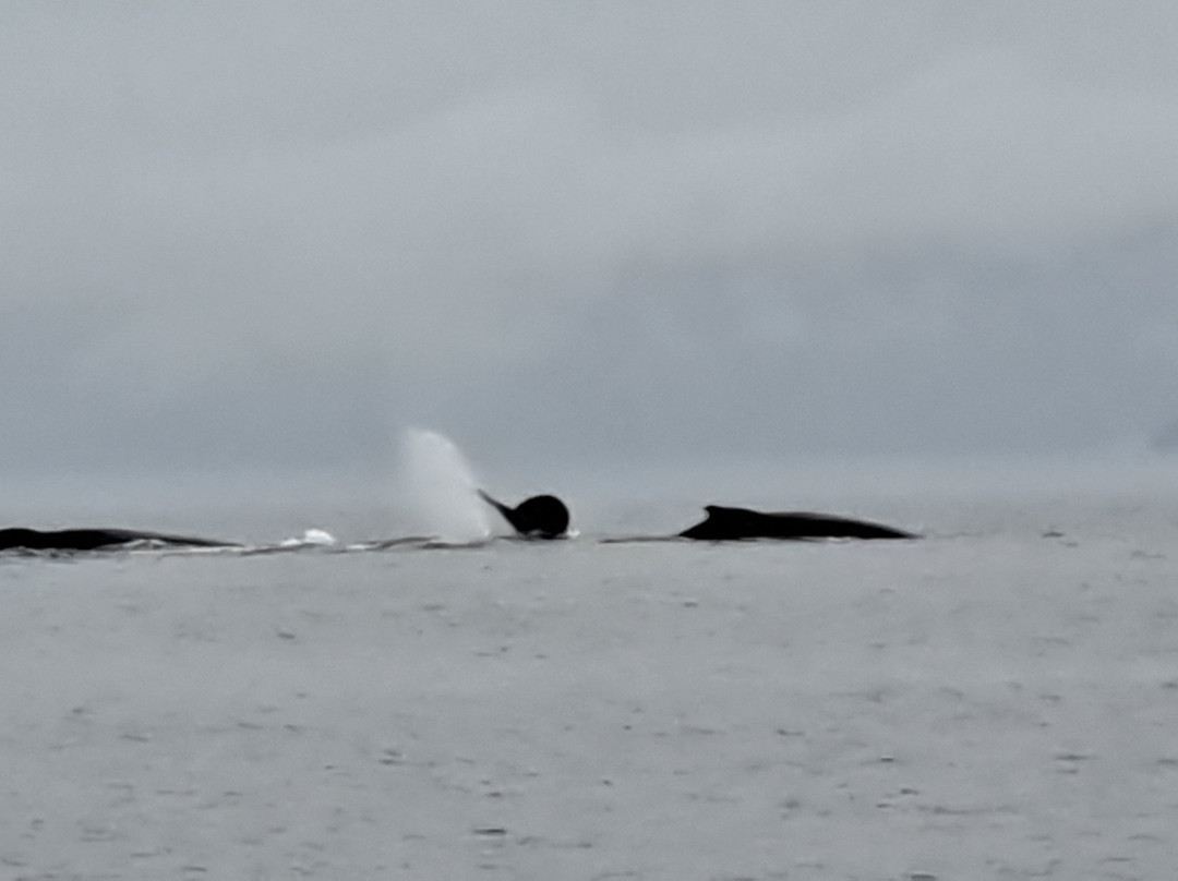 Glacier Wind Charters-胡纳必去景点