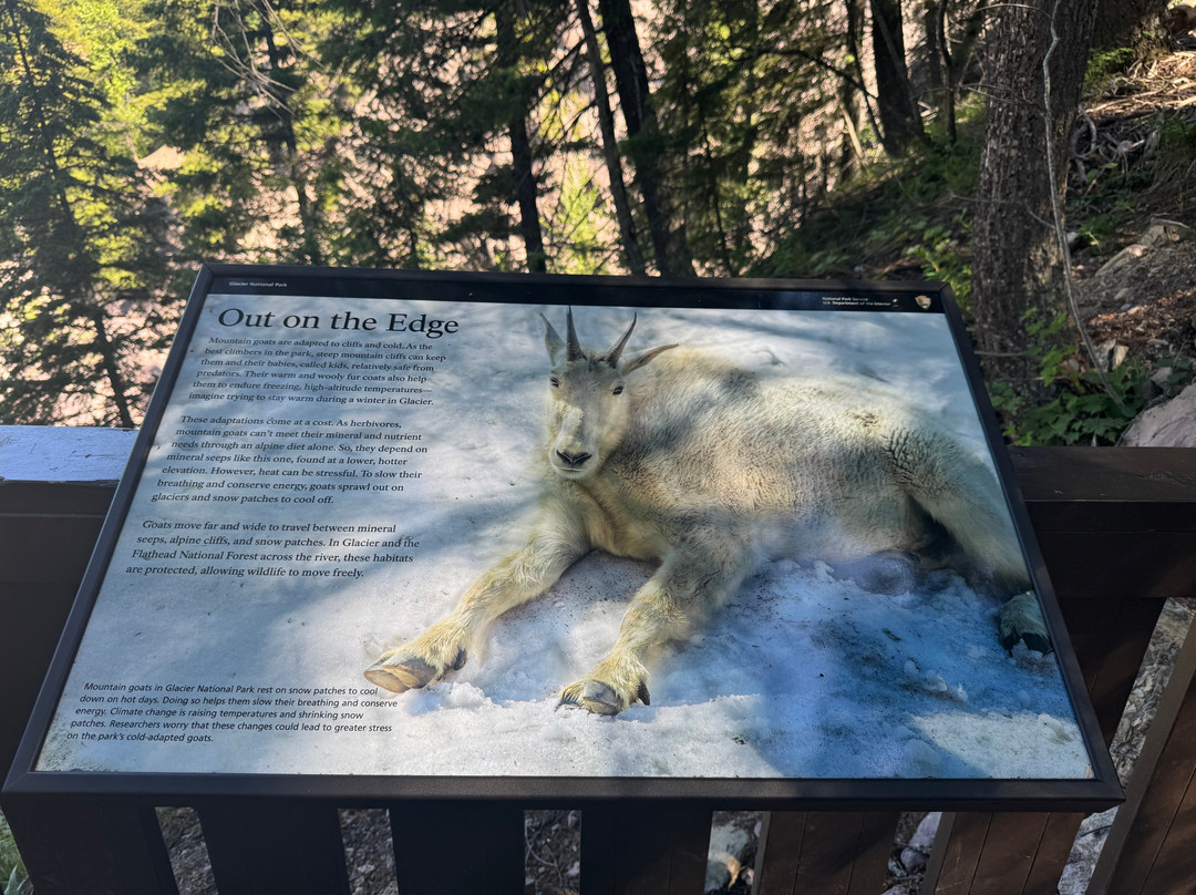 Goat Lick Overlook-冰河国家公园必去景点