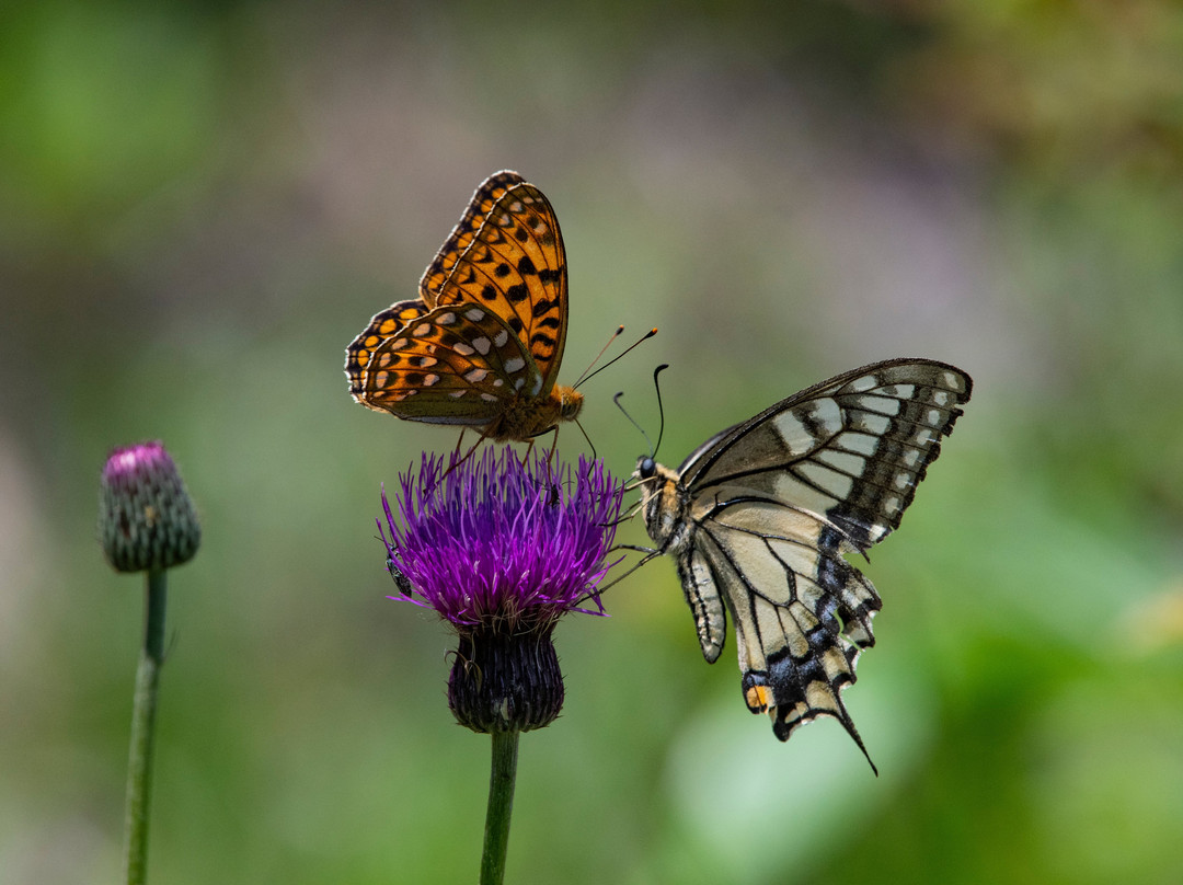 Joshin'etsukogen National Park-长野县必去景点