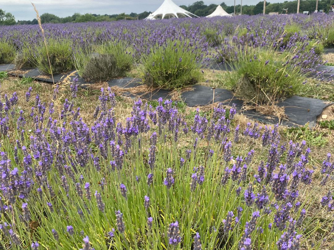 Finchingfield Lavender-Finchingfield必去景点