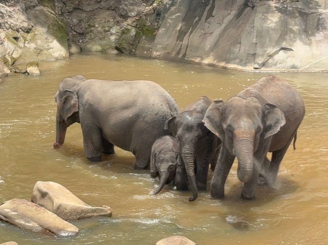 Pon Elephant Thailand-清迈必去景点