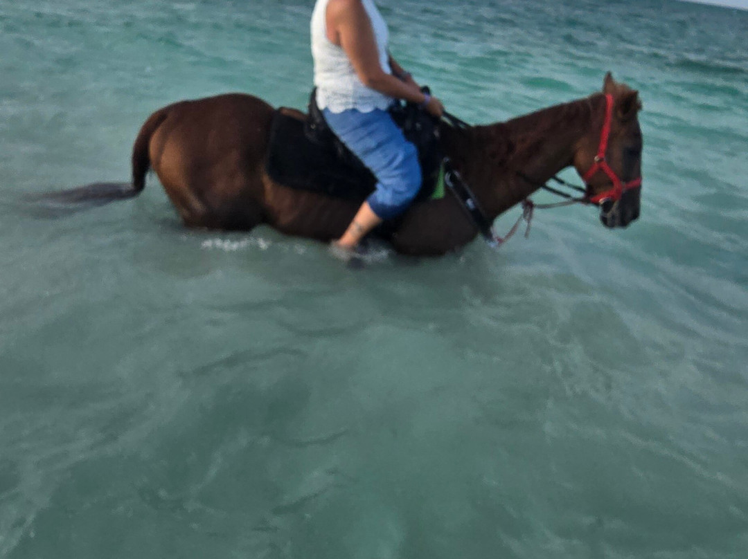 Unique Tours and Rentals-普罗维登西亚莱斯必去景点