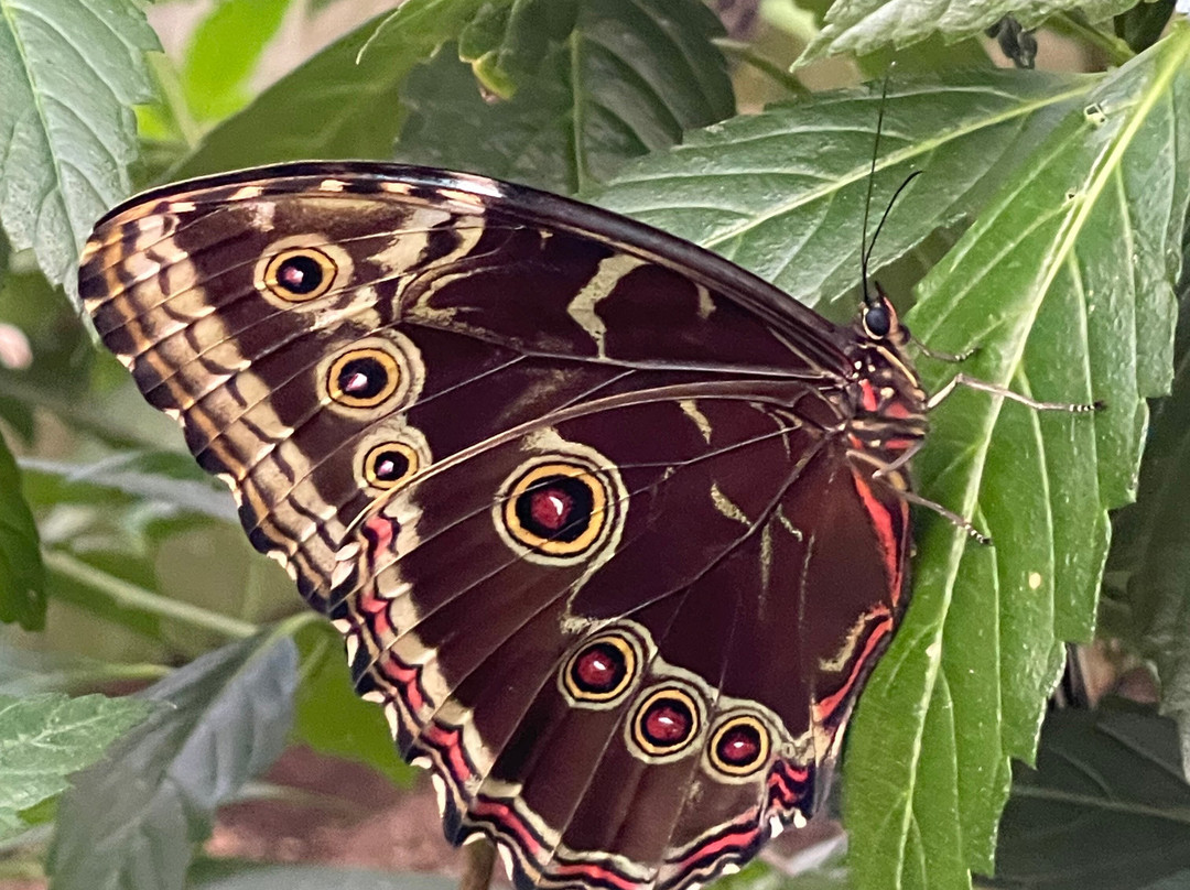El Jardin de las Mariposas-San Miguel de los Bancos必去景点
