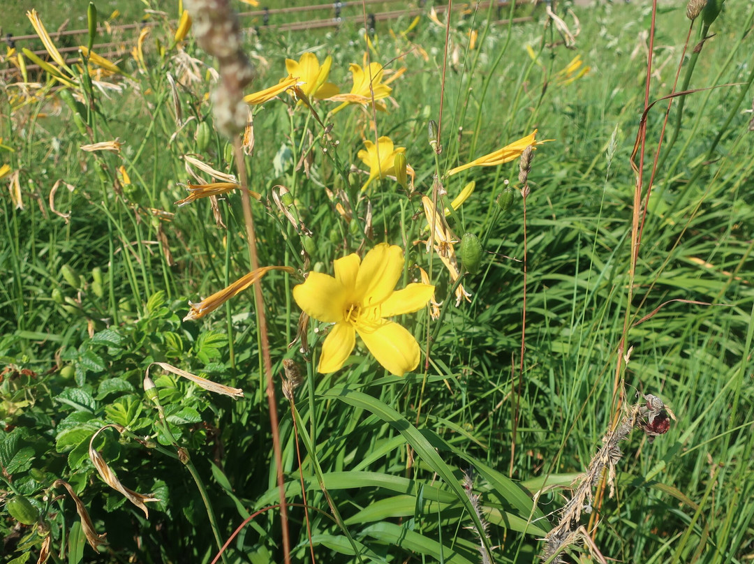小清水原生花園-小清水町必去景点