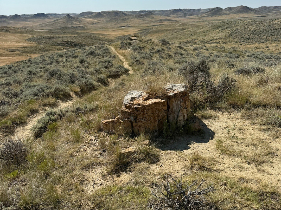 Dry Creek Petrified Forest-布法罗必去景点