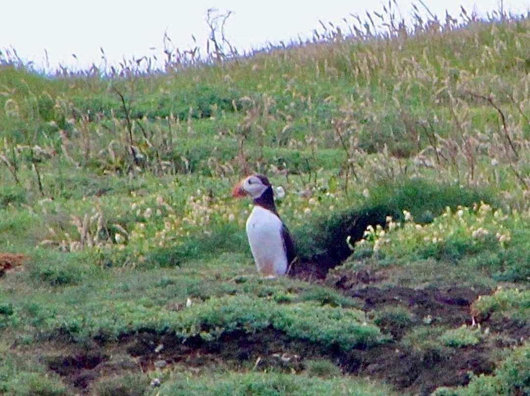 Anstruther Pleasure Cruises-Boat Day Tours-Anstruther必去景点