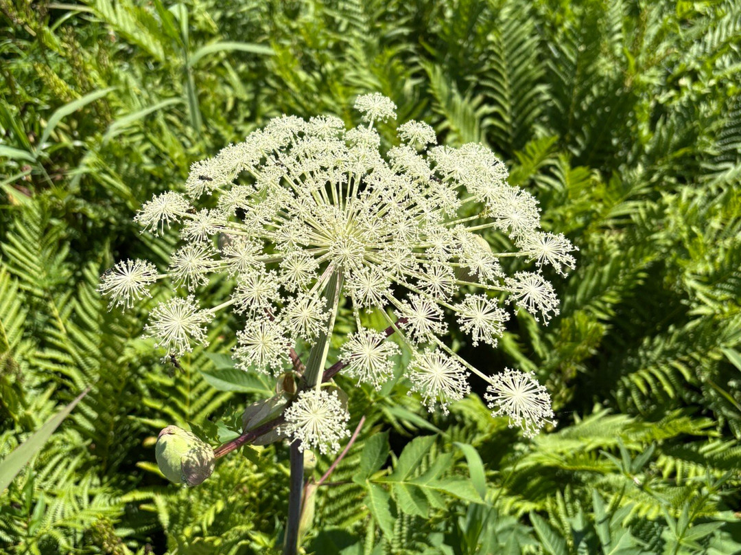Ozenuma Lake-桧枝岐村必去景点