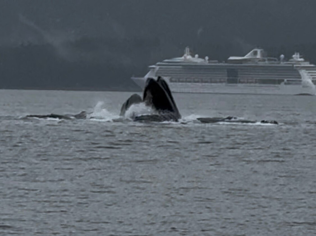 Glacier Wind Charters-胡纳必去景点