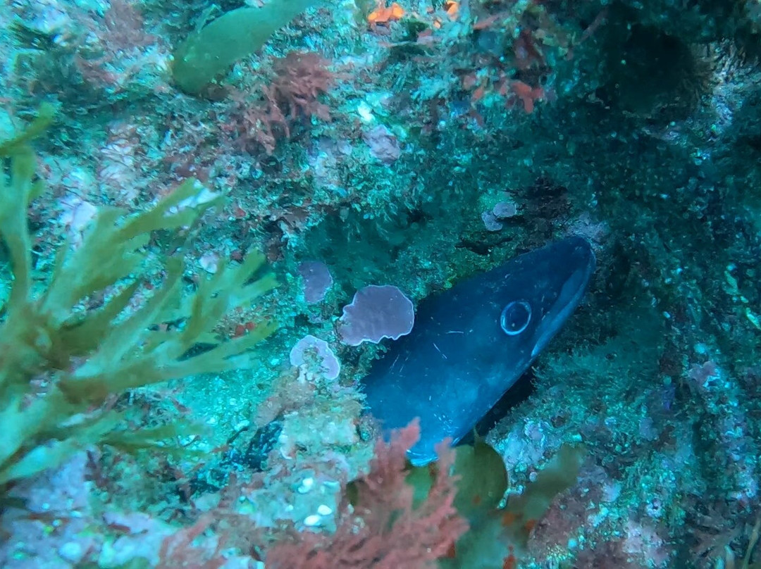 Mega Dive - Actividades Turisticas-塞新布拉必去景点