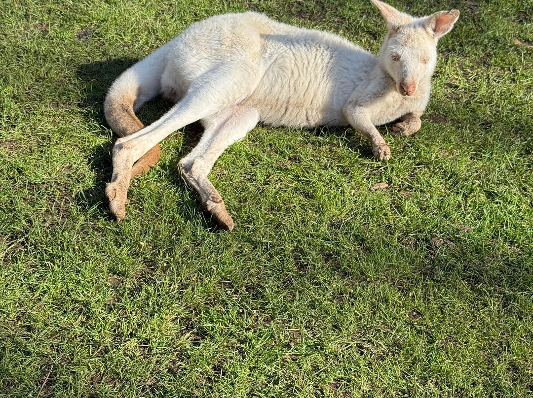 Warrnambool Wildlife Encounters-瓦南布尔必去景点