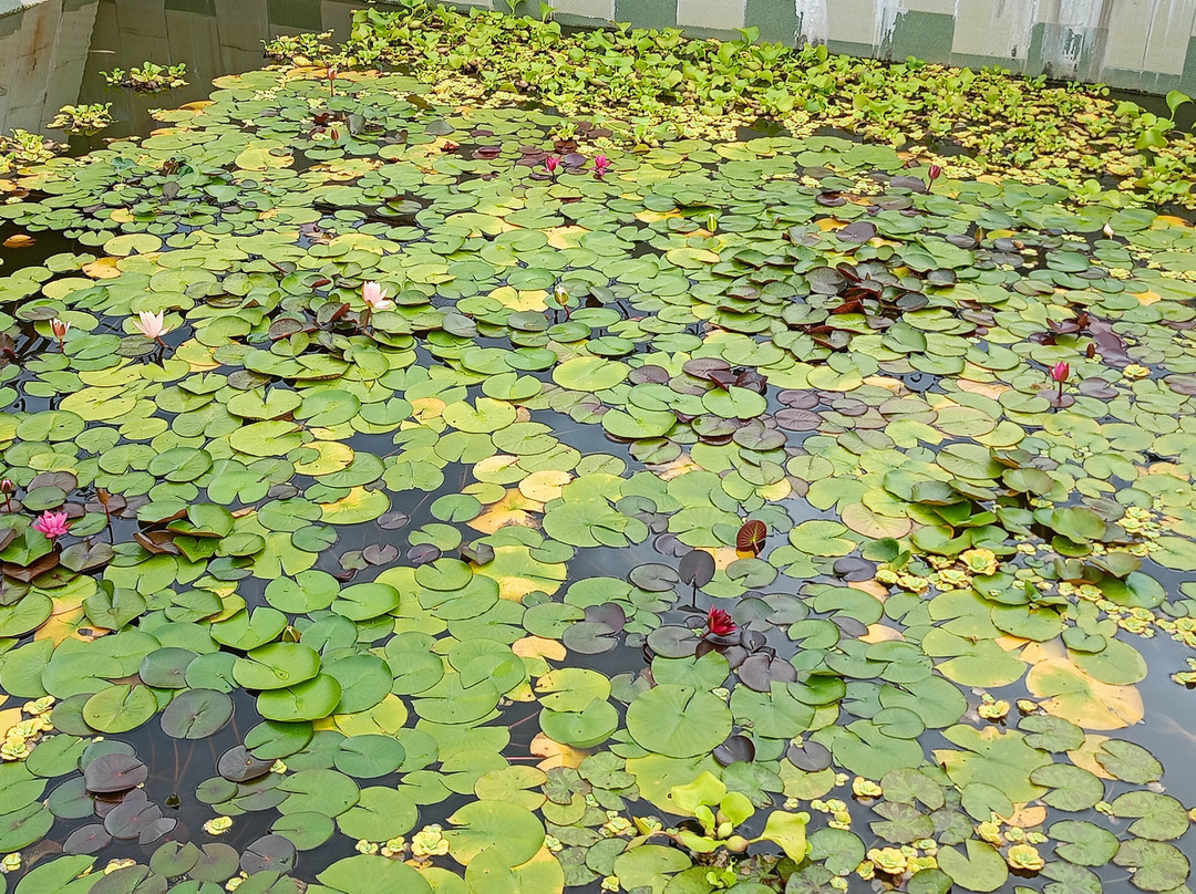 Botanical Garden-Institute-海参崴必去景点