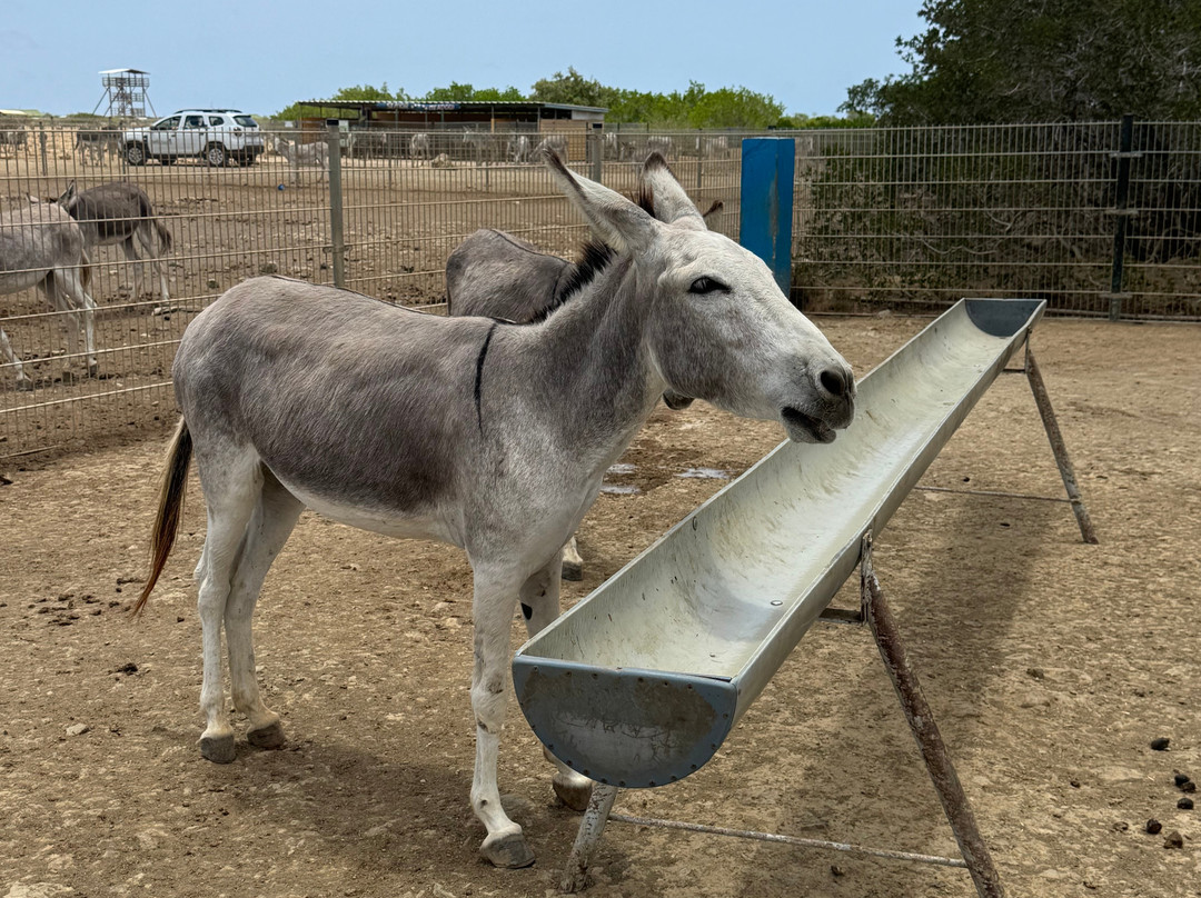 Donkey Sanctuary Bonaire-博奈尔岛必去景点