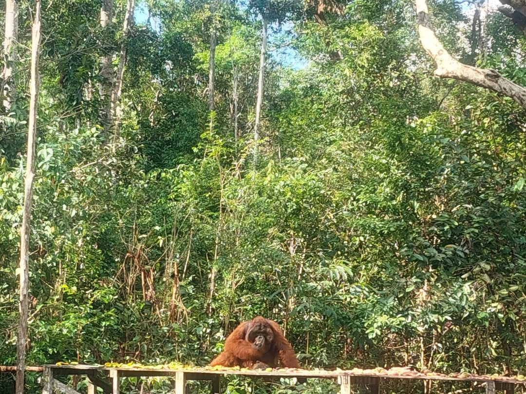 Dolphindo Tour Orangutan Tanjung Puting-Kumai必去景点