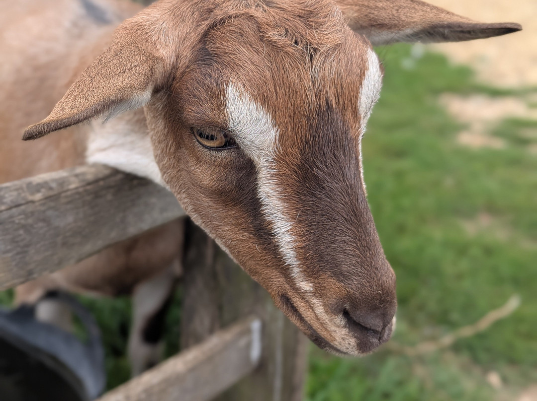 Butser Ancient Farm-Chalton必去景点