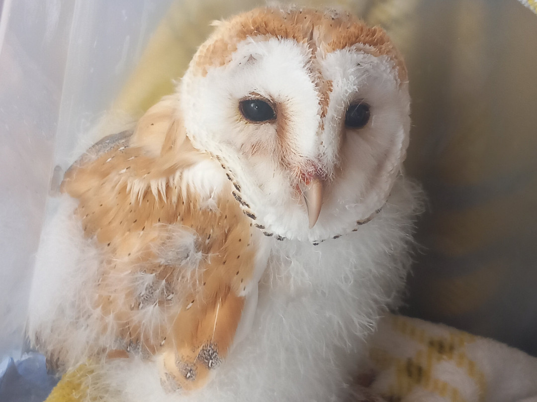 Wild Atlantic Wildlife Park-丁格尔必去景点