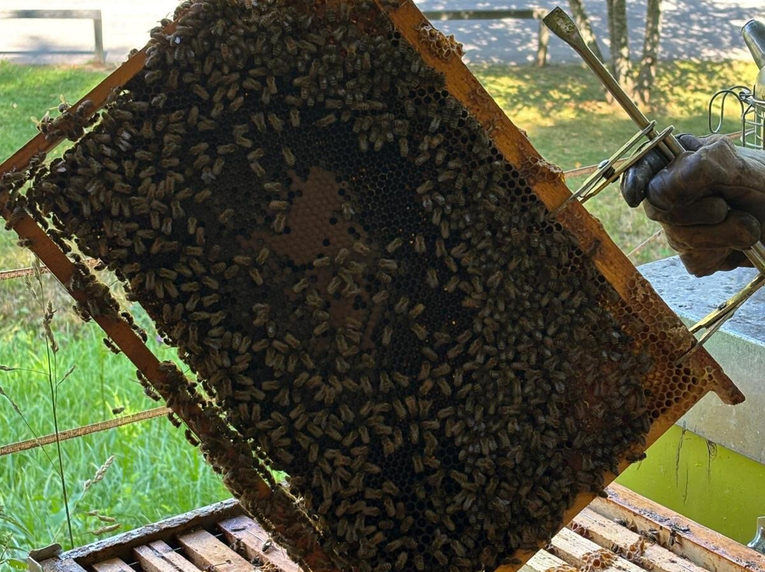 MMape • Mulino Museo dell'ape-Croviana必去景点