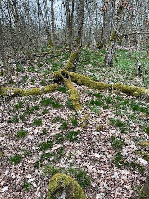 SOOS National Nature Reserve-弗提科维泉市必去景点