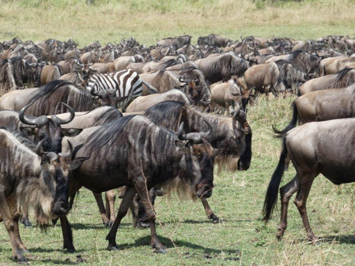 Bongo Safaris.-蒙巴萨必去景点