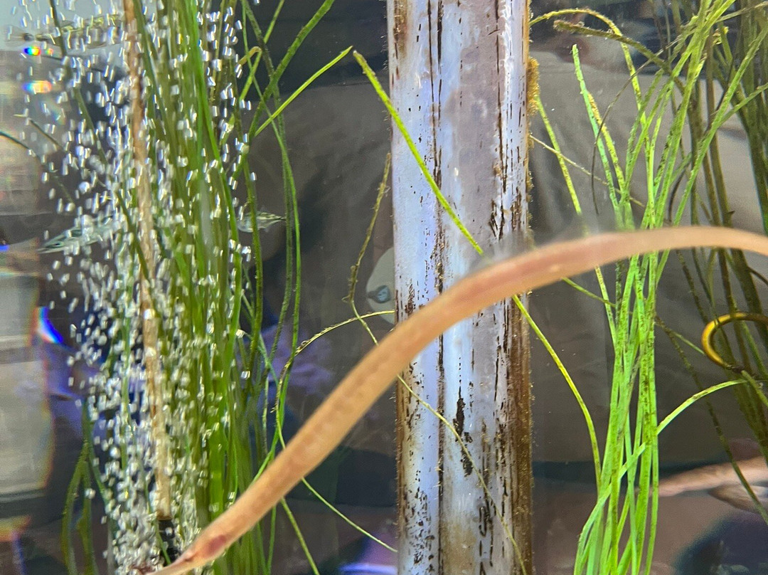 Marine Discovery Centre & Whitby Lobster Hatchery-惠特比必去景点