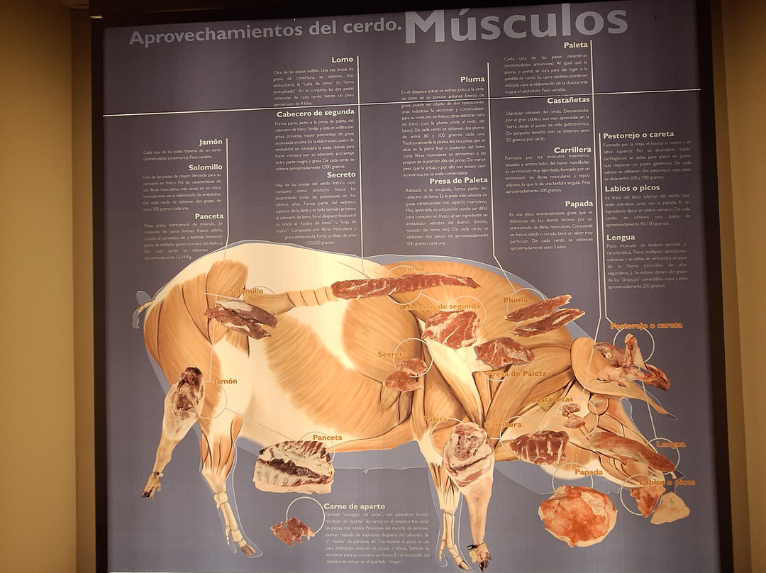 Museo del Jamon-阿拉塞纳必去景点