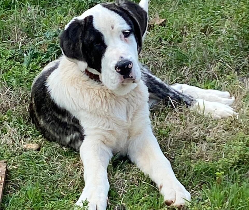 Gea Olympou-Plaka必去景点