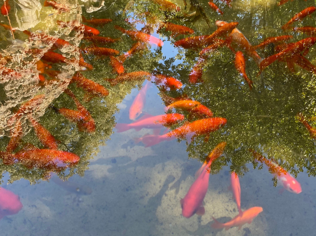 Trsteno Arboretum-特尔斯泰诺必去景点