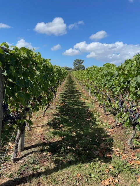 Kerry Vale Vineyard-Church Stoke必去景点