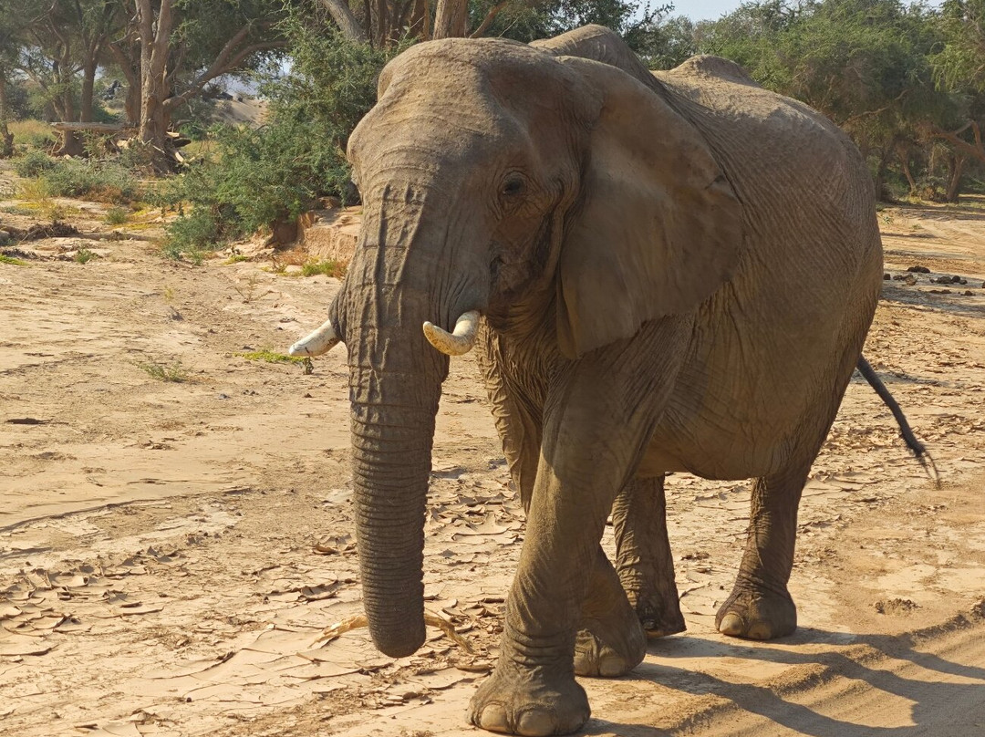 Twyfelfontein Elephant Drives-Palmwag必去景点