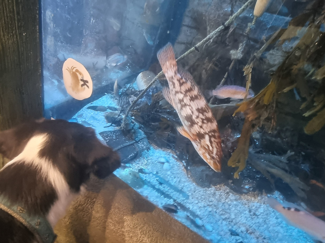 Marine Discovery Centre & Whitby Lobster Hatchery-惠特比必去景点