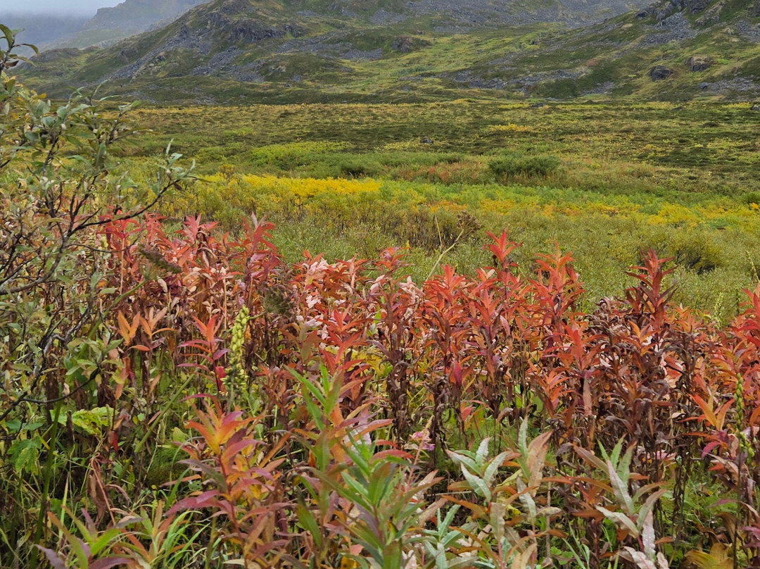 Snowhook Adventure Guides of Alaska-Willow必去景点