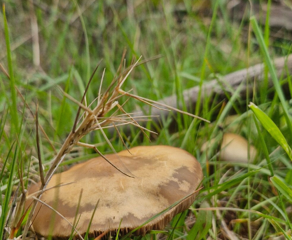 Turismo Pitrufquén-Pitrufquen必去景点