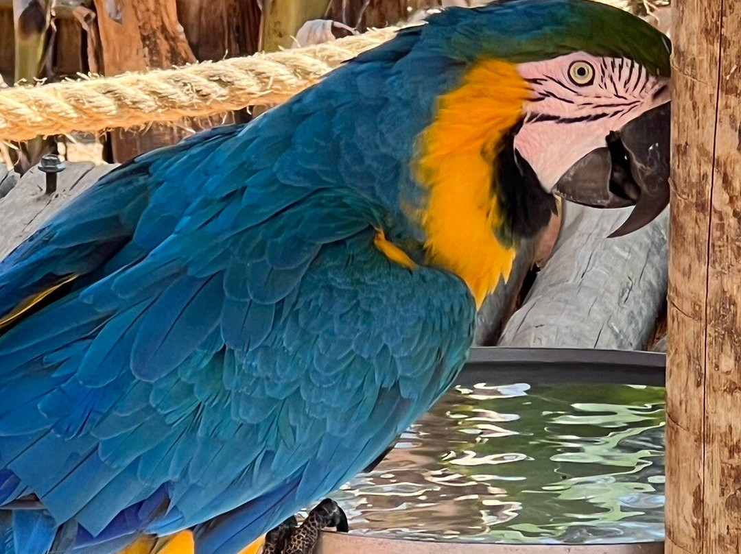 Parque Municipal Antônio Molinari-Pocos de Caldas必去景点