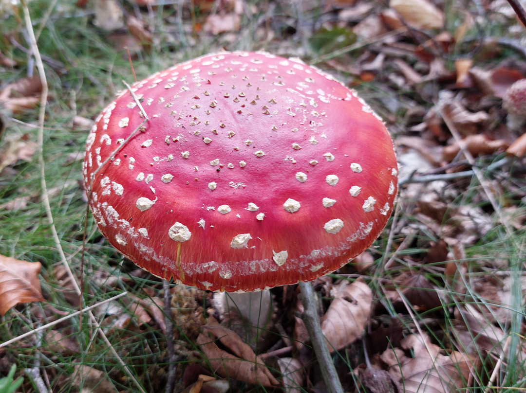 Dalby Forest-皮克灵必去景点