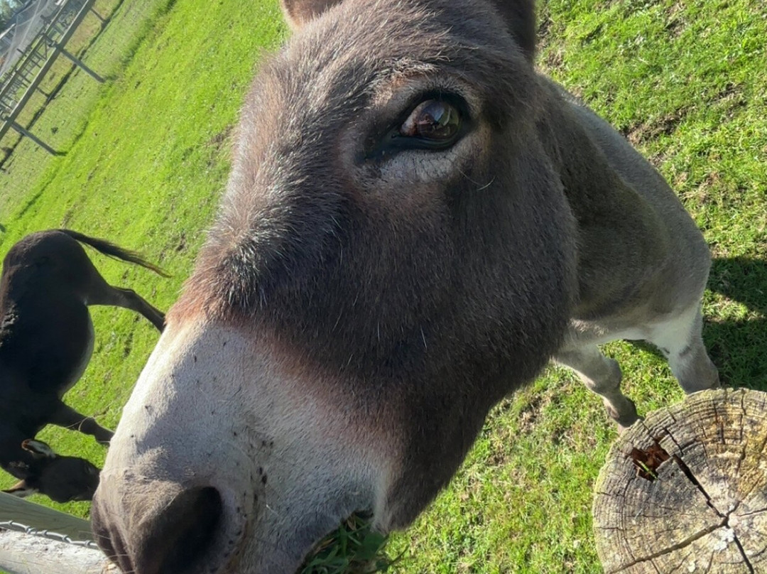 Chew Valley Animal Park-Chew Magna必去景点