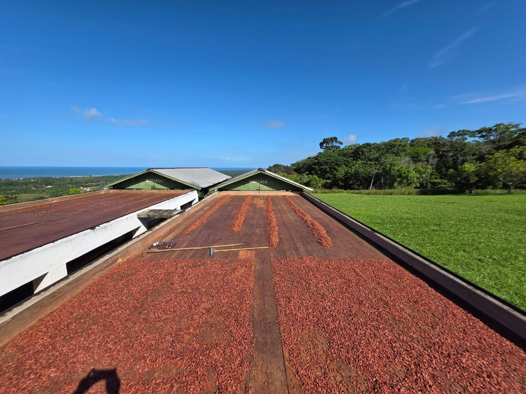 Fazenda São Francisco - Sul Da Bahia-Serra Grande必去景点