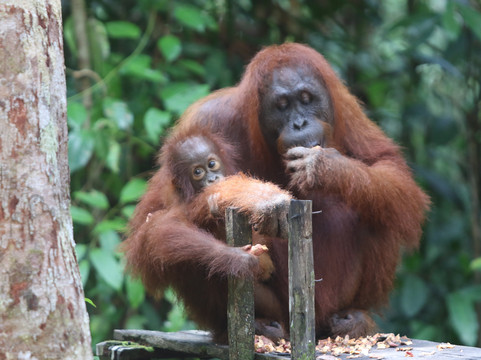 Tanjung Puting Open Trip-Pangkalan Bun必去景点