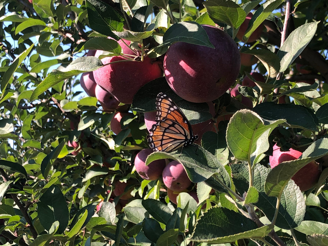 Apple Charlies South Huron Orchards