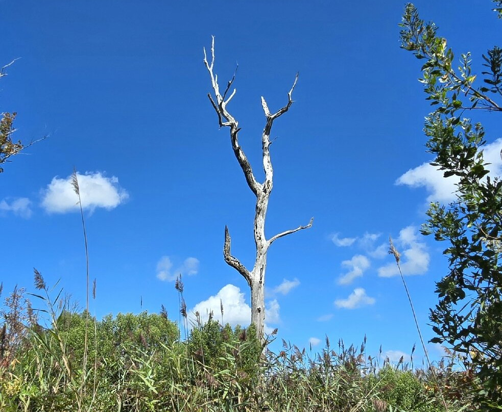 Garrett Family Preserve-开普梅必去景点