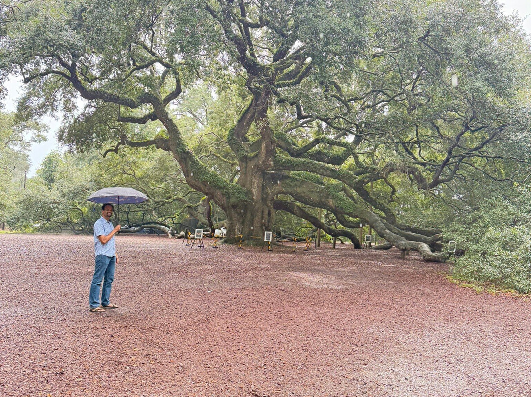 Angel Oak Tree-Johns Island必去景点